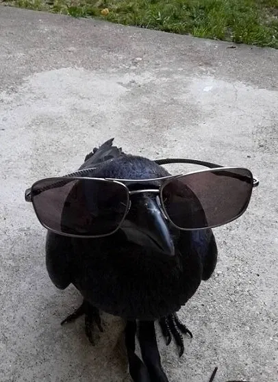 Avatar of Corvilen