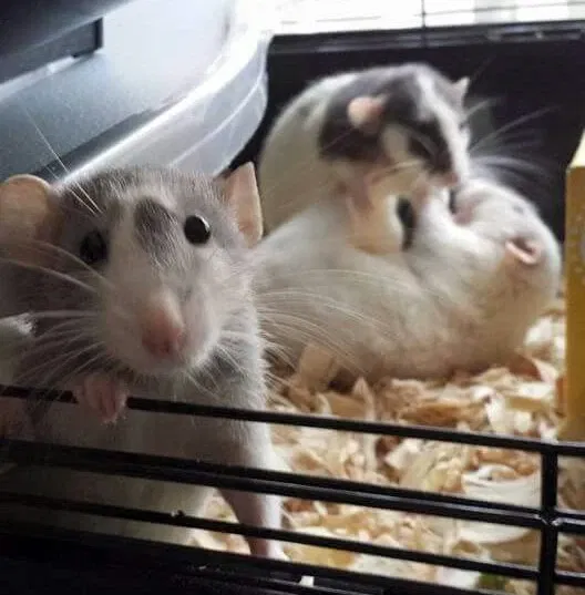 Avatar of RatsCage