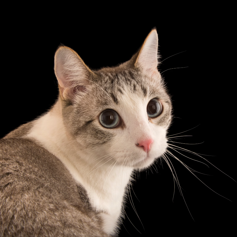 Avatar of catzeatz