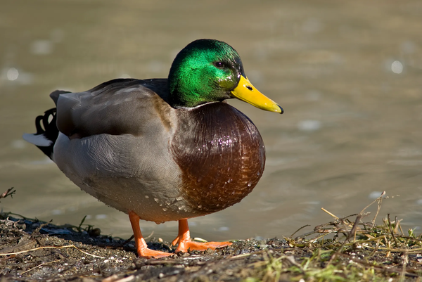 Avatar of Duck2345332