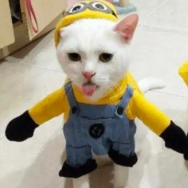 Avatar of Katkat222