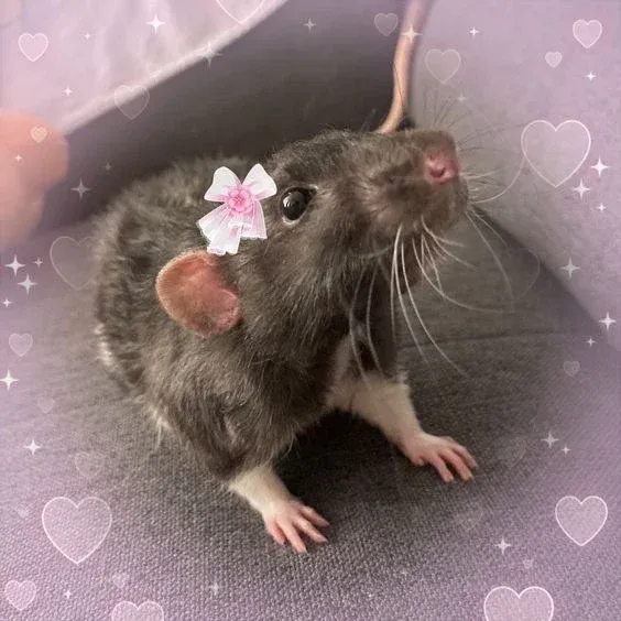 Avatar of RatLiker2