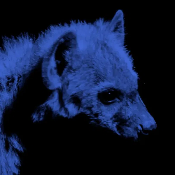 Avatar of carrion