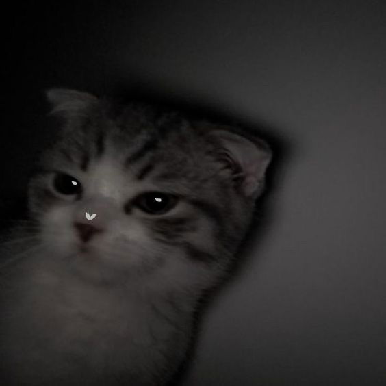 Avatar of eddieurfav