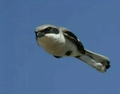 Avatar of CuteBird
