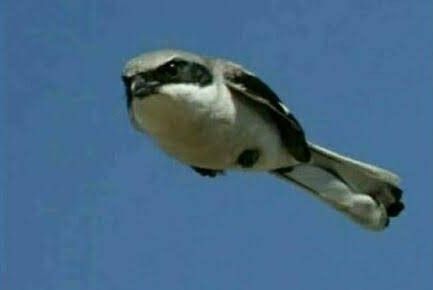 Avatar of CuteBird