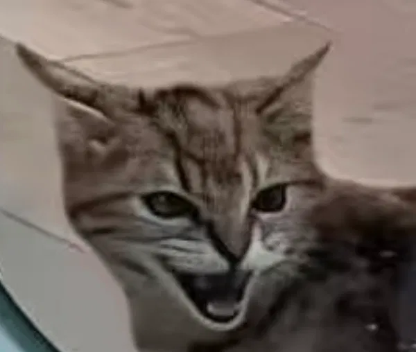 Avatar of Anon616