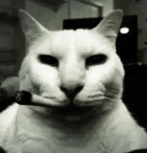 Avatar of DJCAT8608