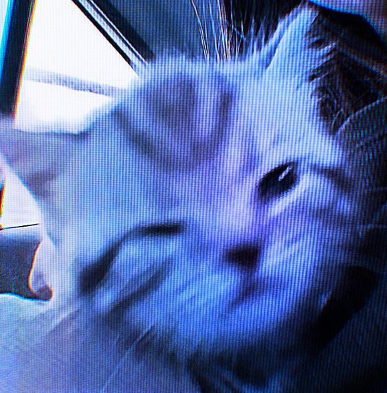 Avatar of woozywes