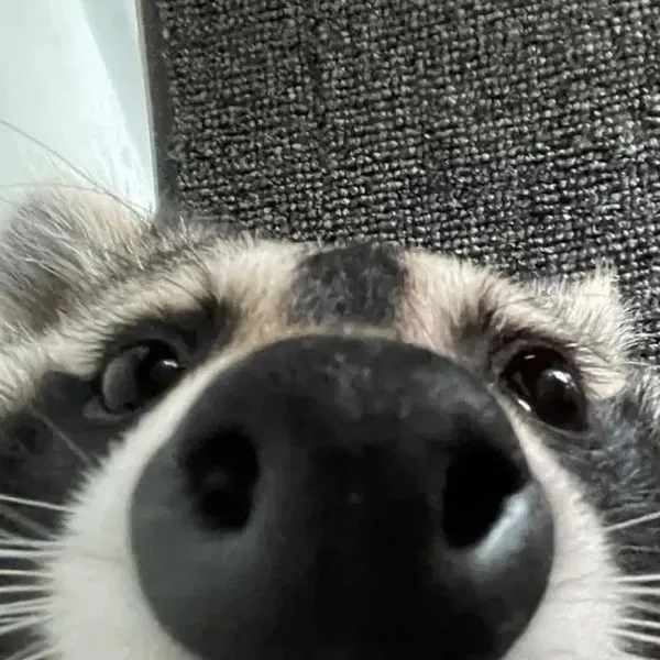 Avatar of YourLocalTrashPandaa