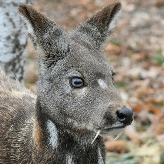 Avatar of SwampDeer
