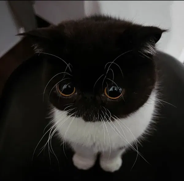 Avatar of UwUstarUwU