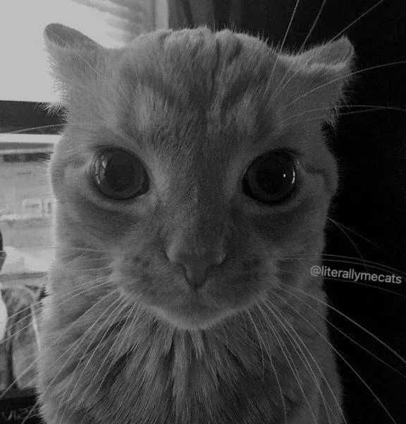Avatar of paz!