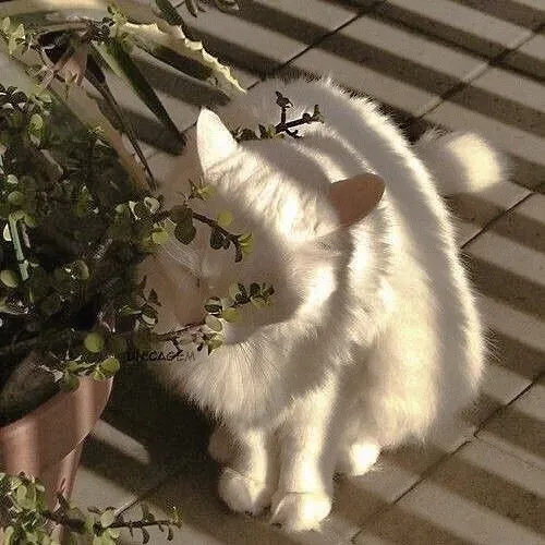 Avatar of LimeShot