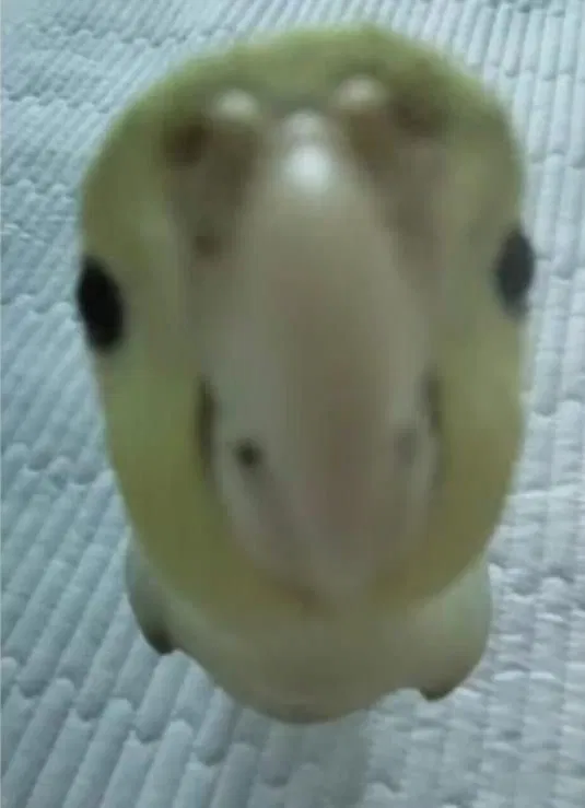 Avatar of mrrrrpcsw