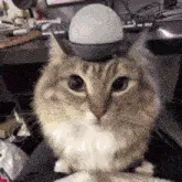 Avatar of KatzeKing