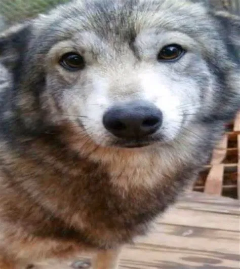 Avatar of Bebebrr