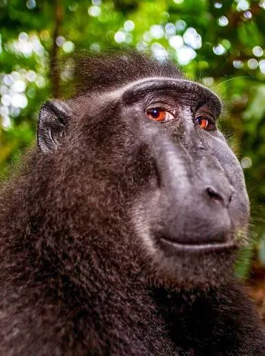Avatar of Monkeyman19836