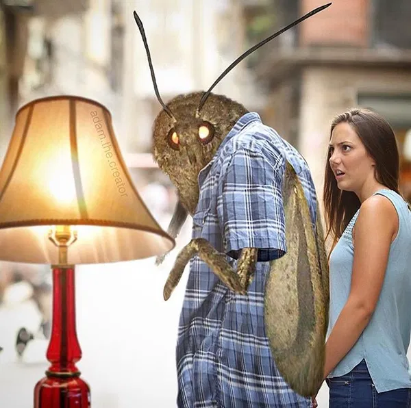 Avatar of RadiantMoth