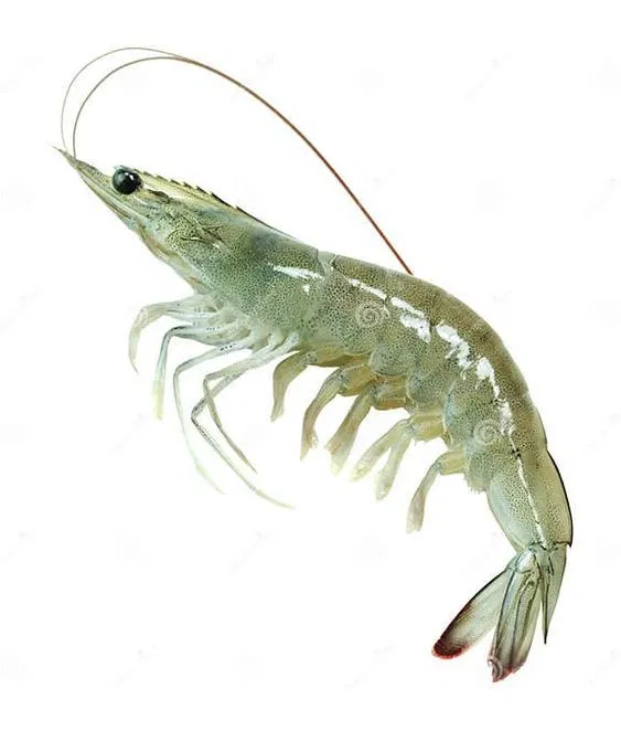 Avatar of il1uminati