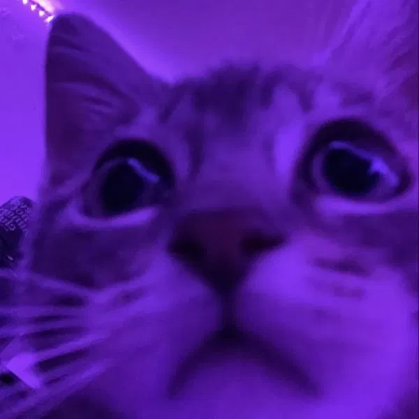 Avatar of reyyyyyyyyyyyyz