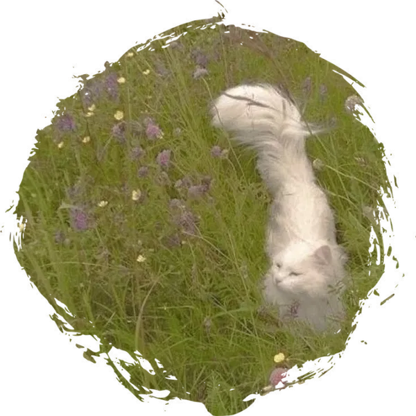 Avatar of QQUUMMMELLOO