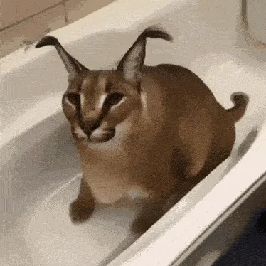 Avatar of Caracal78