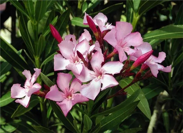 Avatar of Oleander1808