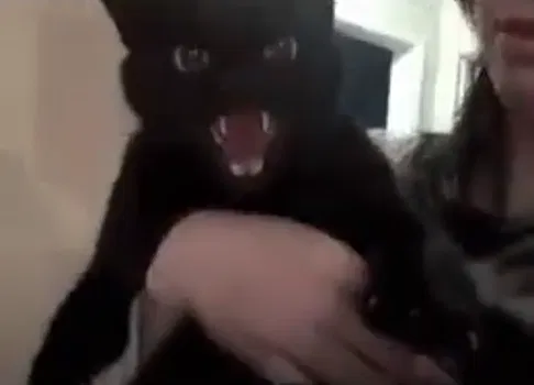 Avatar of Kᛁᚱᚨ
