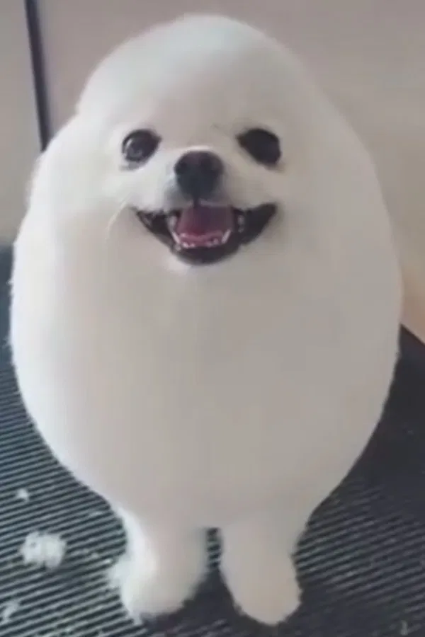 Avatar of Dog_