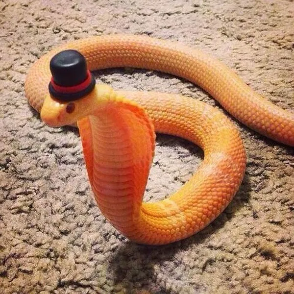 Avatar of SnakeInAHat