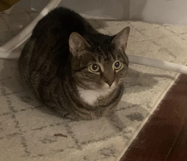 Avatar of CatLoaf4Life