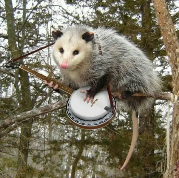 Avatar of Sowify 