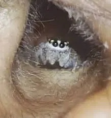 Avatar of Spider lover 2116