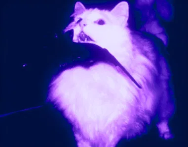 Avatar of ILikeWhimperingMen