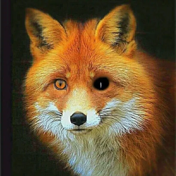Avatar of MrFox5428