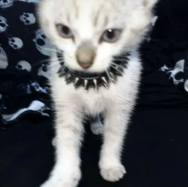 Avatar of kellsxcactus