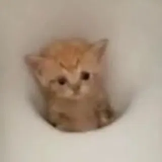 Avatar of Flush_the_cat