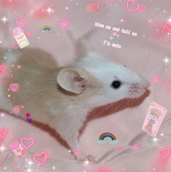 Avatar of Soft_mouse3