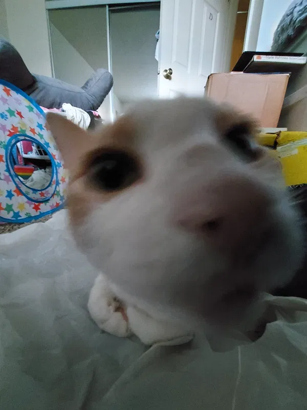 Avatar of Boogergiiirl