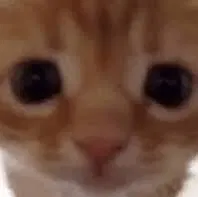 Avatar of sillygoober2223