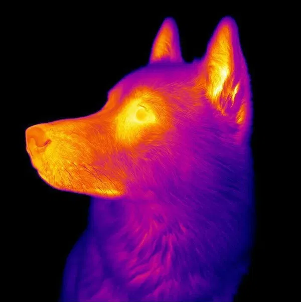 Avatar of hllhnd777