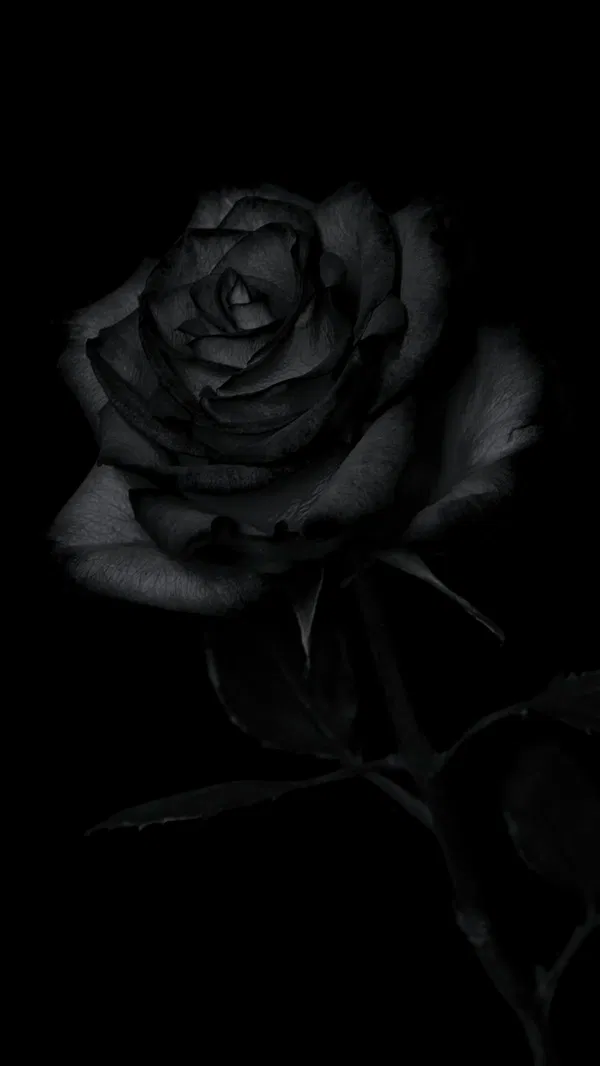 Avatar of BlackRose2402 