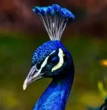 Avatar of Peakok