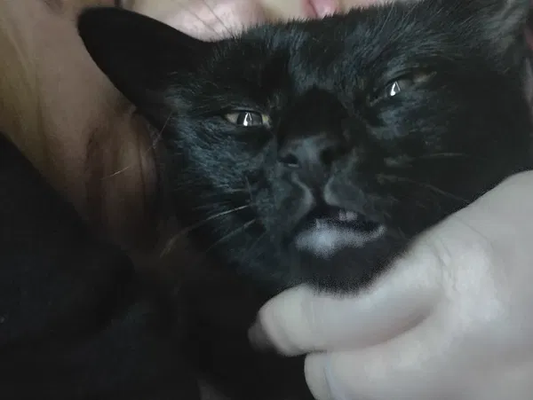 Avatar of Crispybean