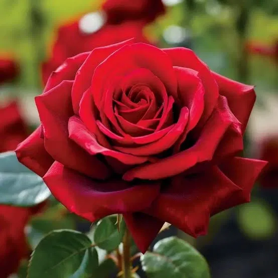 Avatar of RedBloom