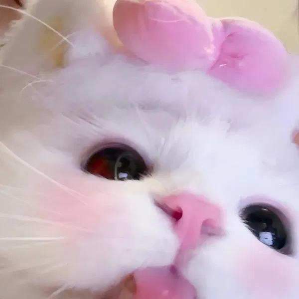 Avatar of kitcatcrunch