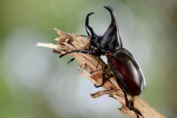 Avatar of BeetleCarapace