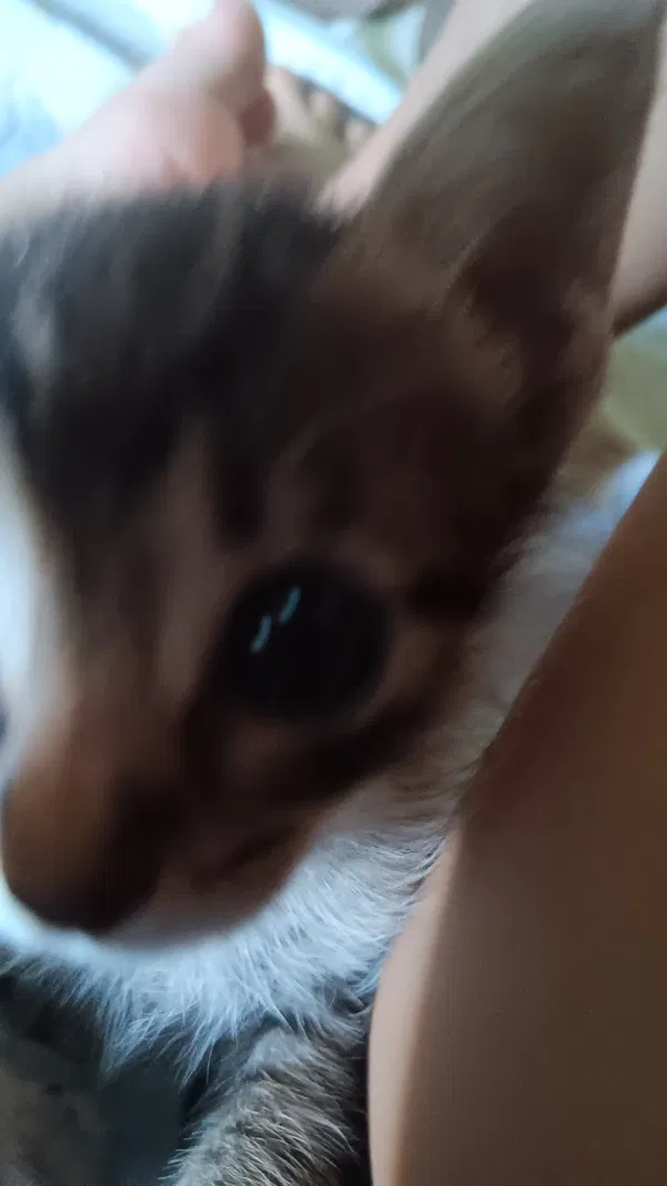 Avatar of KittenWhiskers