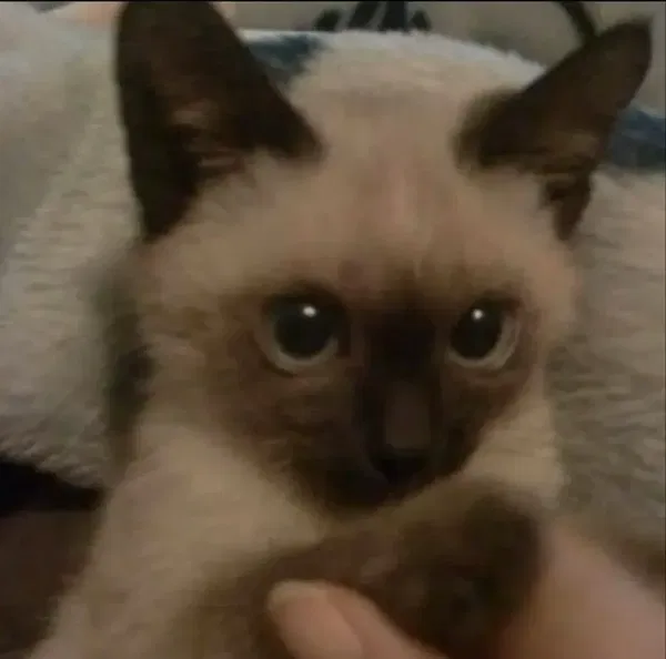 Avatar of eeepycat